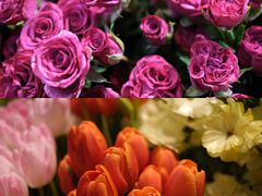 -双季花艺园艺市场(浦东店)