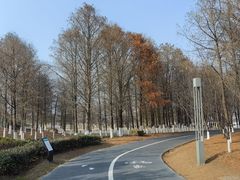 -南汇新城城市公园