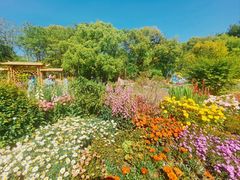 -上海共青森林公园