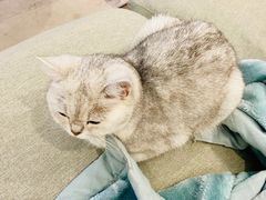-猫小院猫主题餐厅(三里屯店)