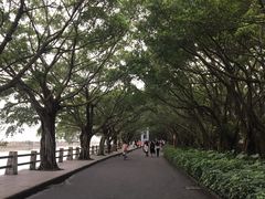 -大湾区中央湿地公园