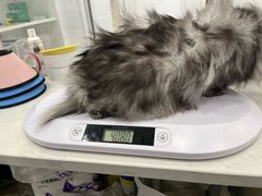 -老吴的猫·猫舍(新区店)