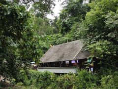 -西双版纳原始森林公园