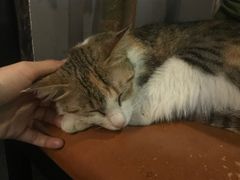 -虚荣精酿酒屋(五羊店)