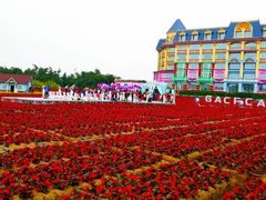 -百万葵园