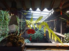 -普洱茶府(博乐广场店)