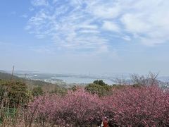 -香雪海