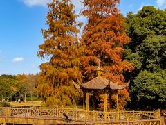-上海滨江森林公园