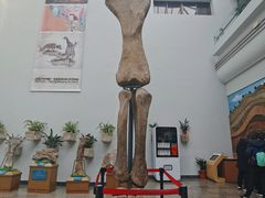 -自贡恐龙博物馆