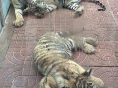 -西霞口神雕山野生动物世界