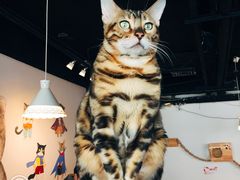 -Cappucimeow猫咪咖啡馆(韦伯时代店)