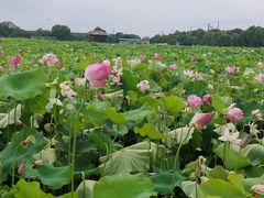 -嘉北郊野公园
