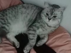 -瑞鹏宠物医院·骨科·猫科·内科(第一中心)