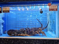 -金悦轩海鲜城(渔人码头店)