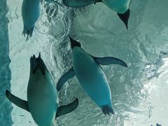 -珠海长隆海洋王国