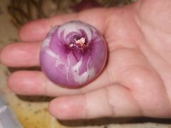 -小院烧烤