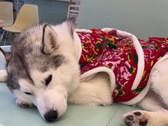 -怪兽屋·羊驼·猫咖·狗咖(俊华广场店)