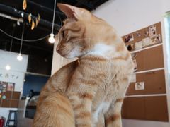 -Cappucimeow猫咪咖啡馆(韦伯时代店)