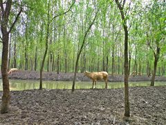 -溱湖国家湿地公园