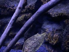 -上海海洋水族馆