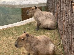 -鄂尔多斯野生动物园