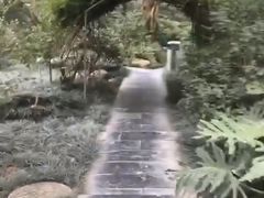 -金花茶公园