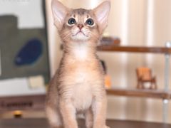 -小猫来了·猫舍(红山六九七九店)