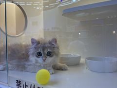 -小猫来了·猫舍(红山六九七九店)