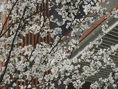 -金陵中学(河西分校)