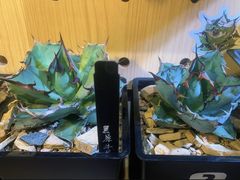 -Rabbit Cafe私房西餐甜点咖啡(栖霞路店)