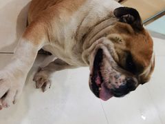 -宠福鑫康馨动物医院·骨科·眼科