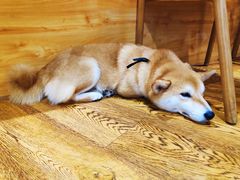 -柴务处·柴犬主题狗咖