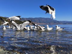 -丽江泸沽湖景区