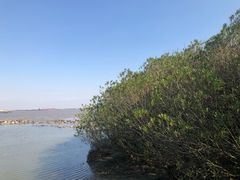 -吴淞炮台湾湿地森林公园烧烤区