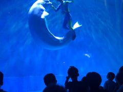 -芜湖新华联大白鲸海洋公园