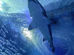 -海合安武汉极地海洋公园