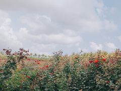 -亚龙湾国际玫瑰谷