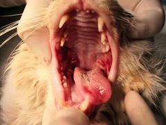 -萌兽医馆·犬猫专科·眼科中心·宠物医院(朝阳门分院)