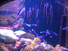 -悉尼海洋生物水族馆