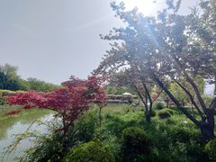 -嘉定紫藤园