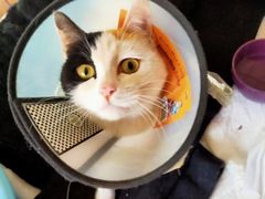 -纳吉亚猫专科动物诊疗中心(蒋宅口分院)