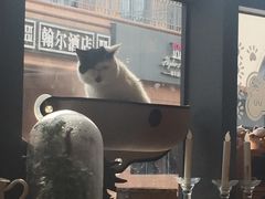 -吉丁鸟咖·异宠·寄养