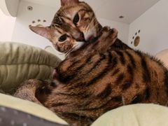 -猫域·湾主题猫咖·宠物吧(南坪城市广场店)