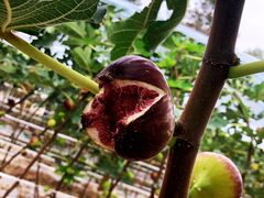 -武汉世外桃源农庄