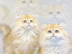 -lincat·猫舍(广州店)