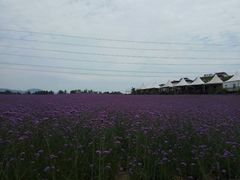 -紫颐香薰山谷景区