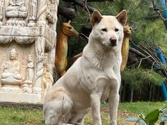 -龙华素斋(龙华路店)