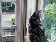 -海边的猫和咖啡馆