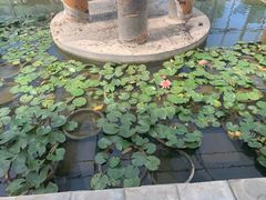 -白洋淀景区