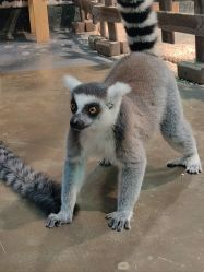 -Zoolung Zoolung动物主题公园(海信广场店)